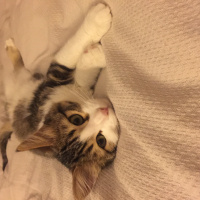 Tekir Kedi, Kedi  Minik bebek fotoğrafı