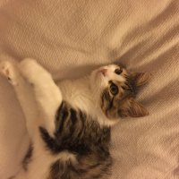 Tekir Kedi, Kedi  Minik bebek fotoğrafı