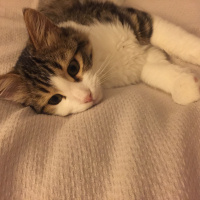 Tekir Kedi, Kedi  Minik bebek fotoğrafı