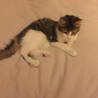 Tekir Kedi, Kedi  Minik bebek fotoğrafı