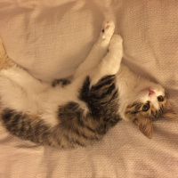 Tekir Kedi, Kedi  Minik bebek fotoğrafı