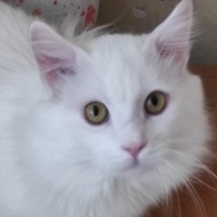 Van Kedisi, Kedi  Çilek bulut fotoğrafı