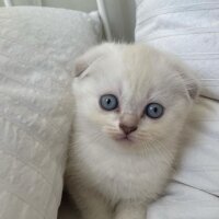 Scottish Fold, Kedi  sütlaç fotoğrafı