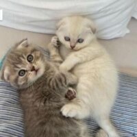 Scottish Fold, Kedi  sütlaç fotoğrafı