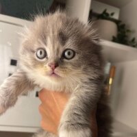 Scottish Fold, Kedi  sütlaç fotoğrafı