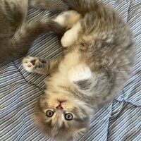 Scottish Fold, Kedi  sütlaç fotoğrafı