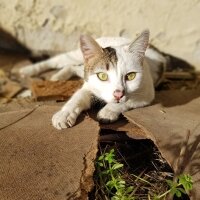 Tekir Kedi, Kedi  Boncuk fotoğrafı