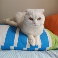 Scottish Fold, Kedi  Sosa fotoğrafı