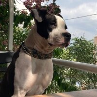 Amerikan Staffordshire Terrier, Köpek  Wisky fotoğrafı