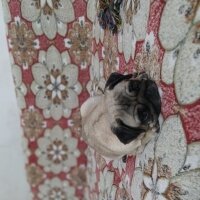 Pug, Köpek  Linda fotoğrafı