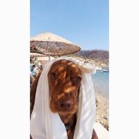 İngiliz Cocker Spaniel, Köpek  Lady fotoğrafı