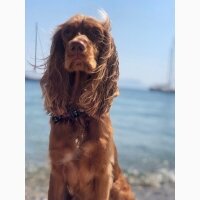 İngiliz Cocker Spaniel, Köpek  Lady fotoğrafı