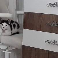 Tekir Kedi, Kedi  Sofia fotoğrafı