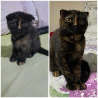 Scottish Fold, Kedi  Bala fotoğrafı