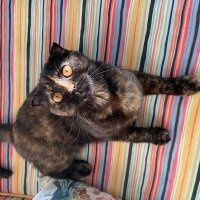 Scottish Fold, Kedi  Bala fotoğrafı