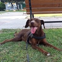 Vizsla, Köpek  Fındık fotoğrafı