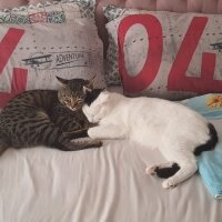 Tekir Kedi, Kedi  Yumak fotoğrafı