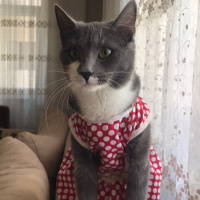 Tekir Kedi, Kedi  LuLu fotoğrafı