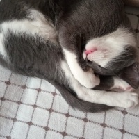 Tekir Kedi, Kedi  LuLu fotoğrafı
