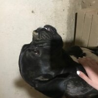 Cane Corso Italiano, Köpek  Robin fotoğrafı