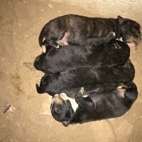 Cane Corso Italiano, Köpek  Robin fotoğrafı