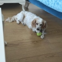 İngiliz Setter, Köpek  Puding fotoğrafı