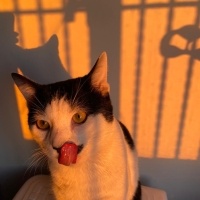 Tekir Kedi, Kedi  Mırmır fotoğrafı
