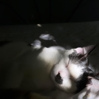 Tekir Kedi, Kedi  Mırmır fotoğrafı