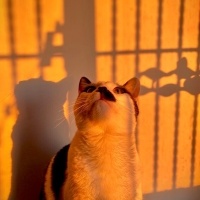 Tekir Kedi, Kedi  Mırmır fotoğrafı