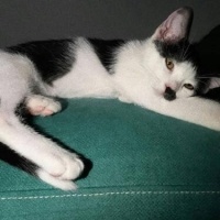 Tekir Kedi, Kedi  Mırmır fotoğrafı