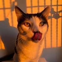 Tekir Kedi, Kedi  Mırmır fotoğrafı