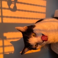 Tekir Kedi, Kedi  Mırmır fotoğrafı
