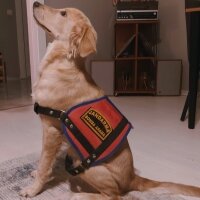 Golden Retriever, Köpek  Şira fotoğrafı