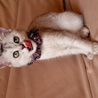 British Shorthair, Kedi  Mia fotoğrafı