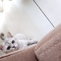 British Shorthair, Kedi  Mia fotoğrafı