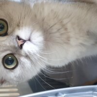 British Shorthair, Kedi  Mia fotoğrafı