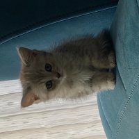British Shorthair, Kedi  Casper fotoğrafı