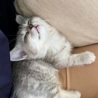 British Shorthair, Kedi  Casper fotoğrafı