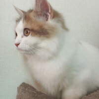 Scottish Fold, Kedi  KAJU fotoğrafı