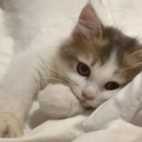 Scottish Fold, Kedi  KAJU fotoğrafı