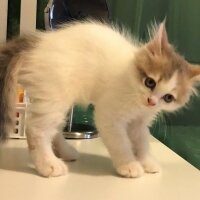 Scottish Fold, Kedi  KAJU fotoğrafı