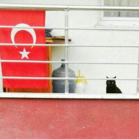 Bombay, Kedi  ETİ fotoğrafı