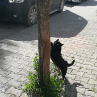 Bombay, Kedi  ETİ fotoğrafı