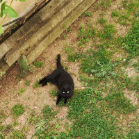 Bombay, Kedi  ETİ fotoğrafı