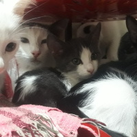 Tekir Kedi, Kedi  RÜZGAR , GÜMÜŞ , KARA , GÜNEŞ ♡ fotoğrafı