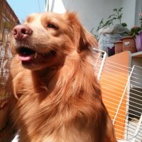 Golden Retriever, Köpek  Boncuğum fotoğrafı