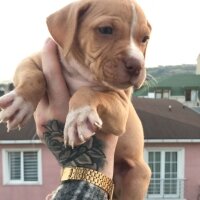 Amerikan Staffordshire Terrier, Köpek  İsimsiz fotoğrafı