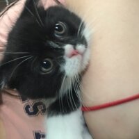 Scottish Fold, Kedi  Simba fotoğrafı