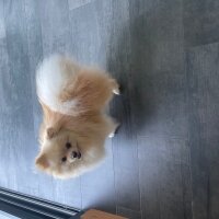 Pomeranyalı, Köpek  Cookie fotoğrafı