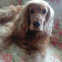 İngiliz Cocker Spaniel, Köpek  Kızım fotoğrafı
